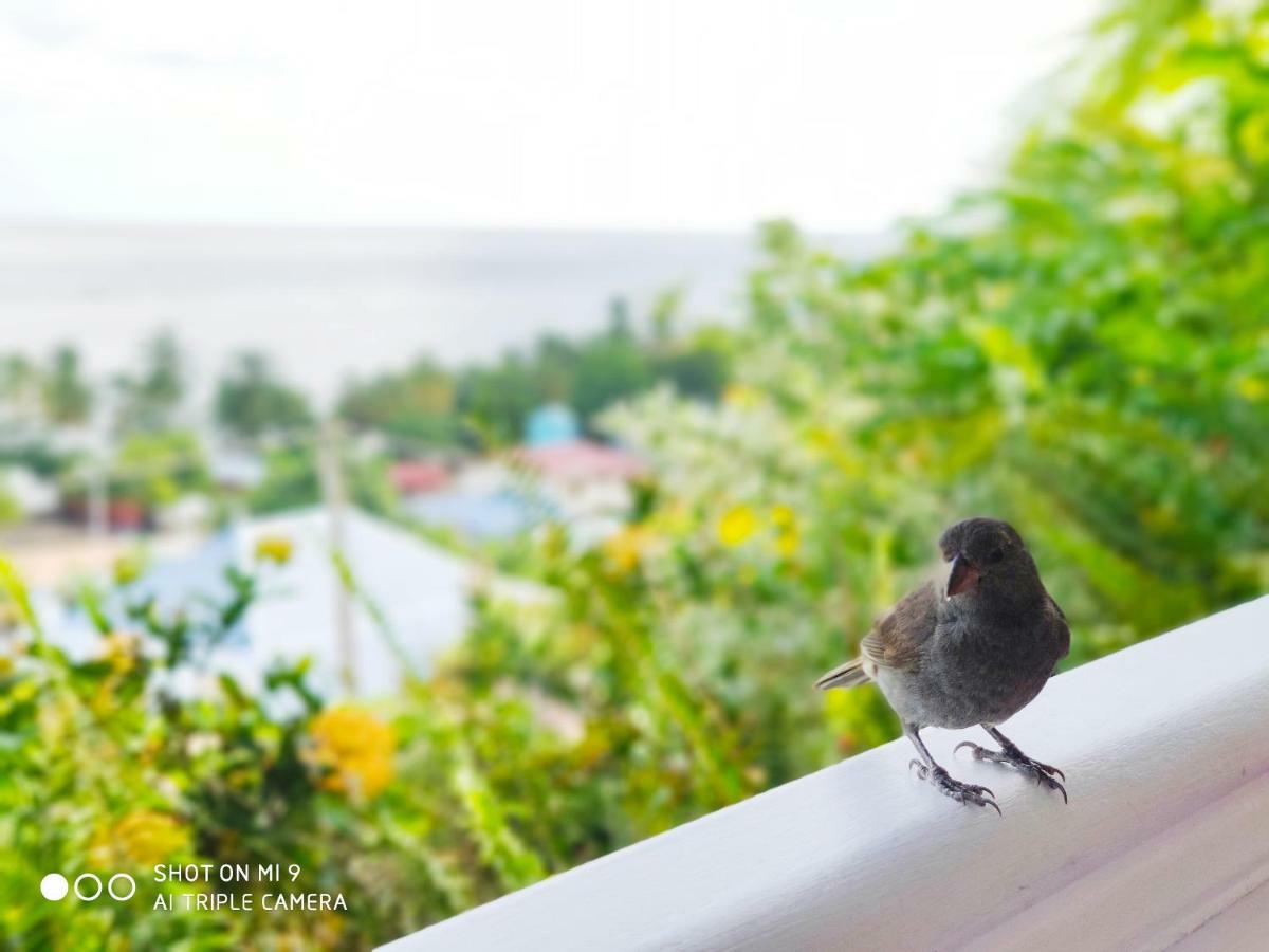 Hotel Le Manguier Morne Pavillon Buitenkant foto